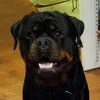 sapperhausrottweilers